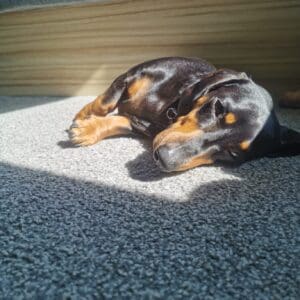 Marvin - Image 4