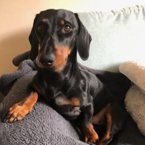 Freddie - Image 1