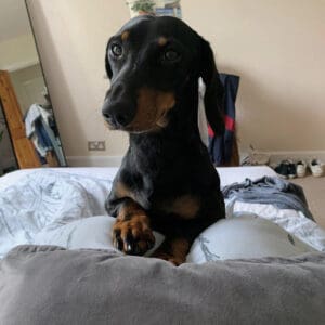 Freddie - Image 2