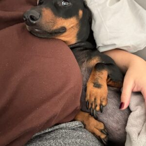 Dexter - Image 4