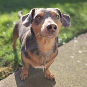 Koa