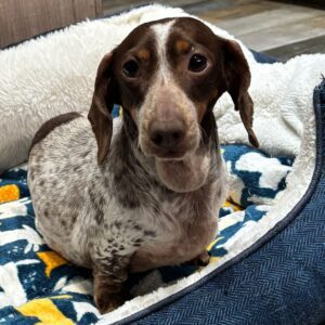 Piper