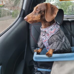 Theodore - Image 2