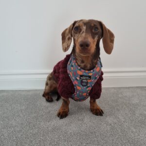 Theodore - Image 1