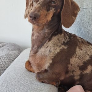 Theodore - Image 4