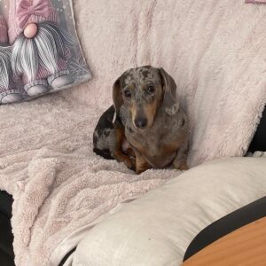 Izzy & Coco - Image 3