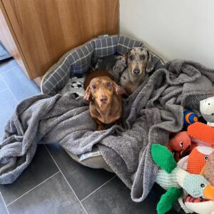 Izzy & Coco - Image 4