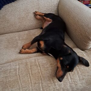 Rudy & Belle - Image 3