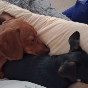 Rudy & Belle - Image 2