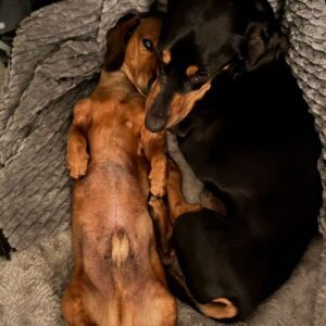 Bondie & Frankie - Image 1