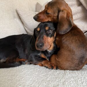 Bondie & Frankie - Image 4