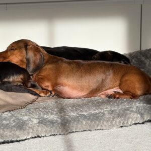 Bondie & Frankie - Image 2