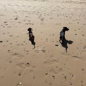 Bondie & Frankie - Image 3